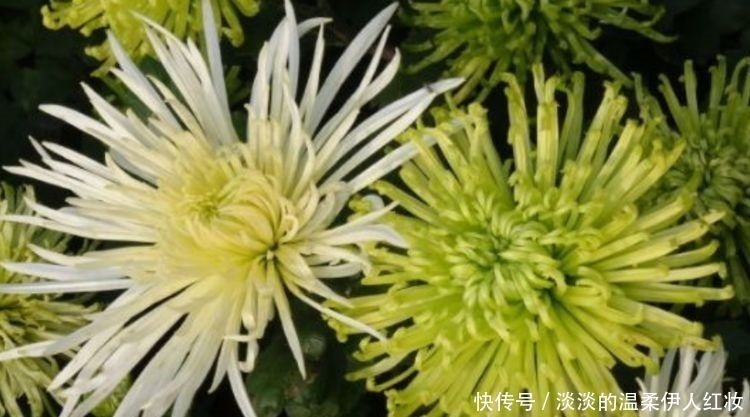 喜欢三角梅,就养盆“珍品”金心双色,心如金丝,开花爆盆成花树