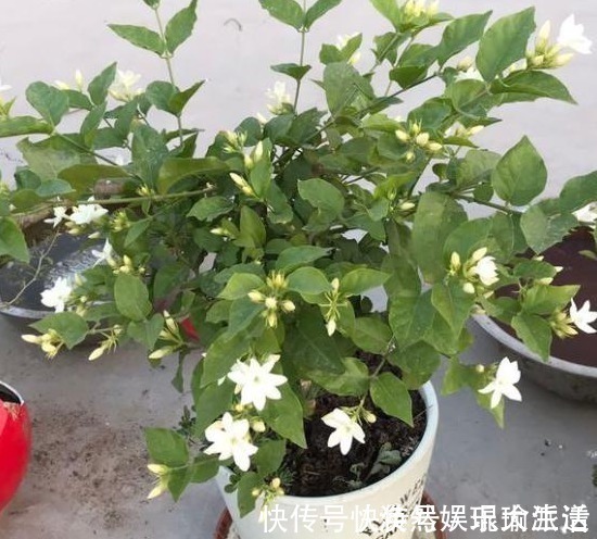 茉莉花僵苗不生长，两种解决“方案”，巧判断，恢复很简单