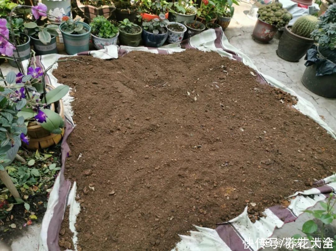 门前不栽竹,门后不留树,老祖宗传下来的养花谚语,特别准