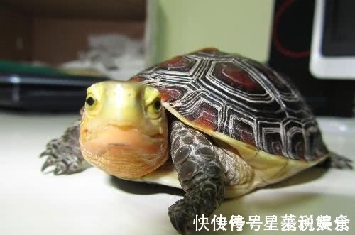 千年!世人皆知“千年王八万年龟”,却不知下句才是精华,堪称识人宝典