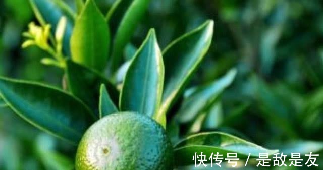 死对头|别嫌它丑,却是肝炎、肝硬化的“死对头”,每天吃点,肝病不上门!