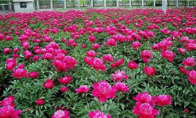 无此|归到江南无此花:唐代牡丹何时传到南方