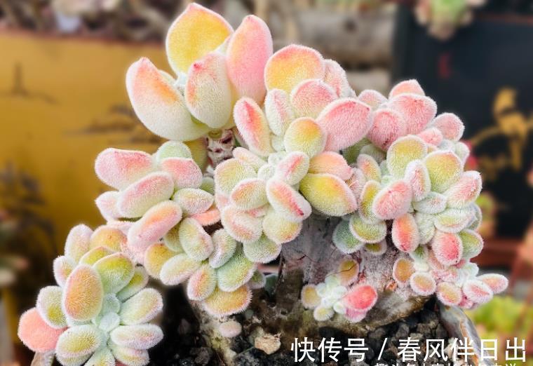 养护|它被称为白锦晃星,叶片毛茸茸胖乎乎的很可爱,冬天还会变成彩色