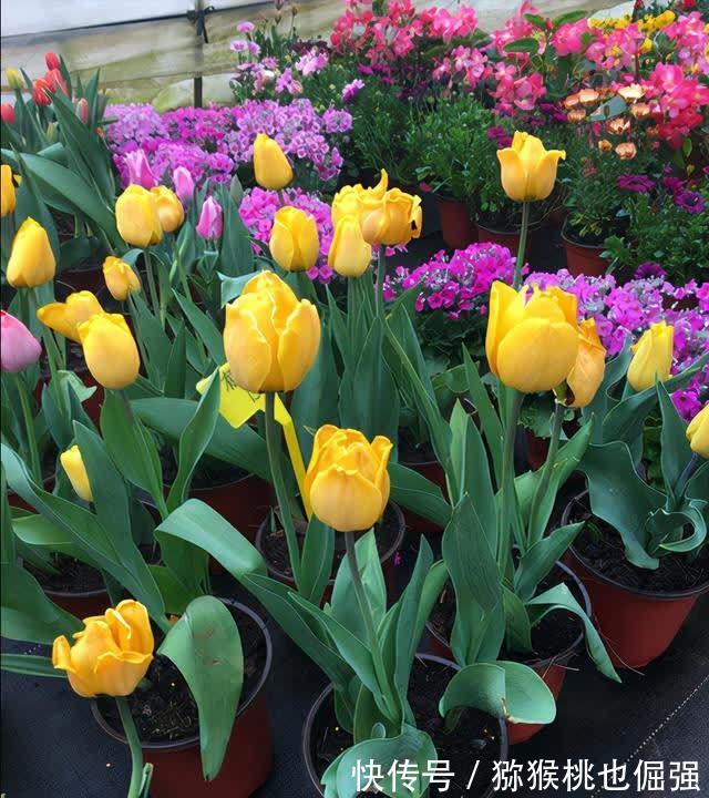 鲜花家里放,花旺“人不旺”,养花4个坑,人不健康,家不旺