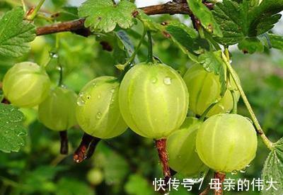 视紫质|秋季常吃3种食物，滋阴养颜，淡化斑点，女性不可错过！