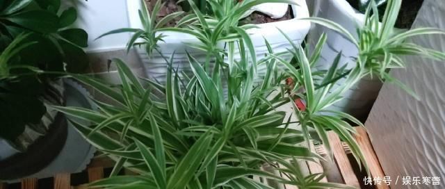 养花,什么情况下“不能施肥”看养花达人怎么说