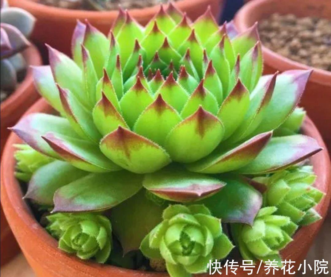 能耐寒的6种多肉，放外面“冻一冻”，色泽更鲜艳