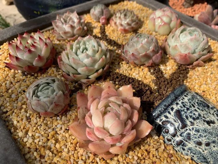 半年时间,多肉从3盆发展到600盆,入坑切莫太心急!