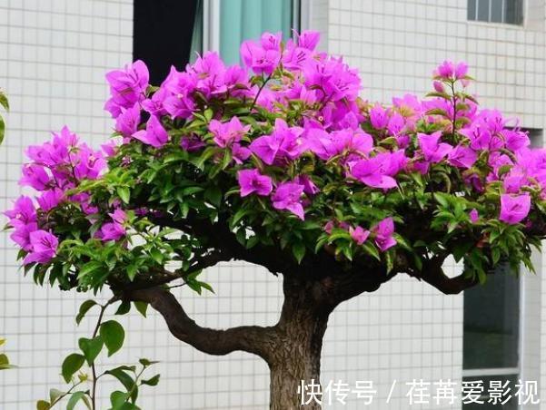 陌上花开|三角梅花期不开花怎么办?3个小窍门,助力全年花开爆满盆