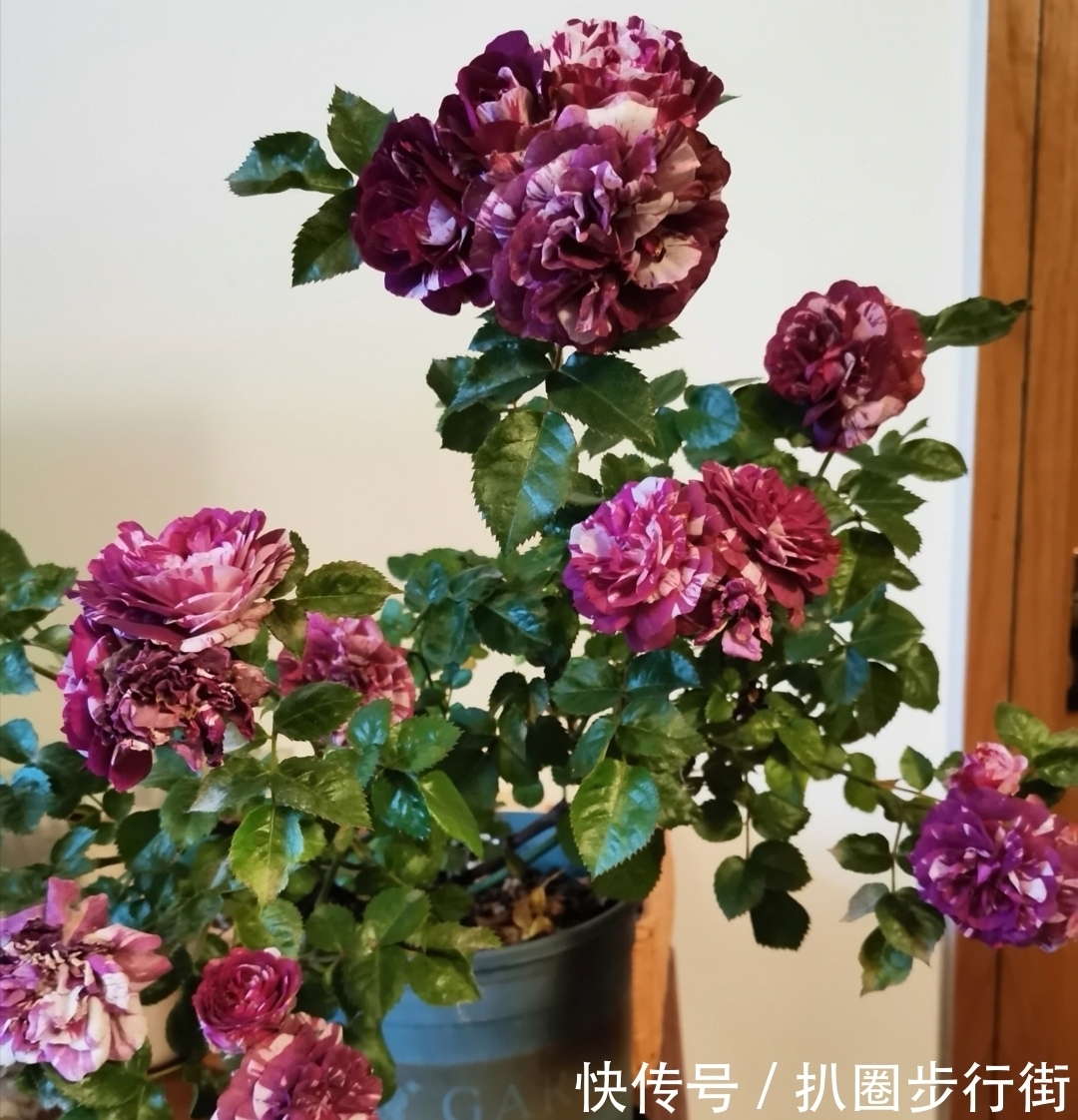 你的那些盆栽月季长得如何?