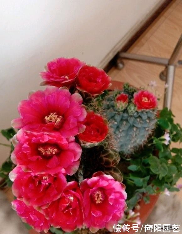 养护|好养的3大类多肉，很适合室内养护，没有强光照，也能养好