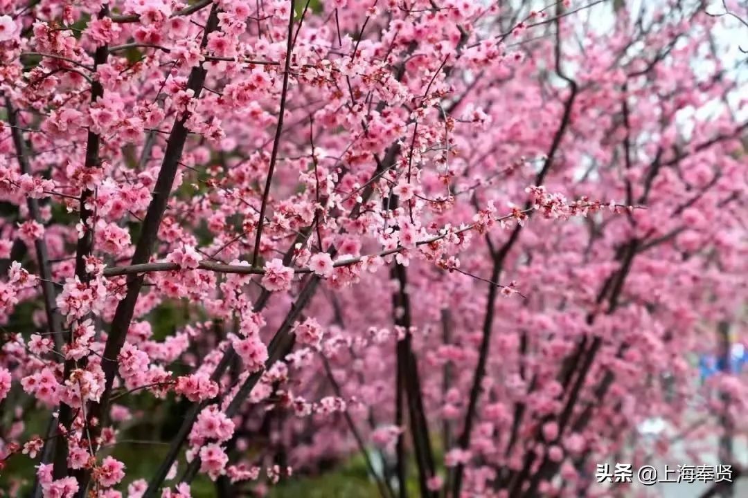 马鞭草|月月有花看，季季有花开！这个“花的世界”惊艳你的一年四季！