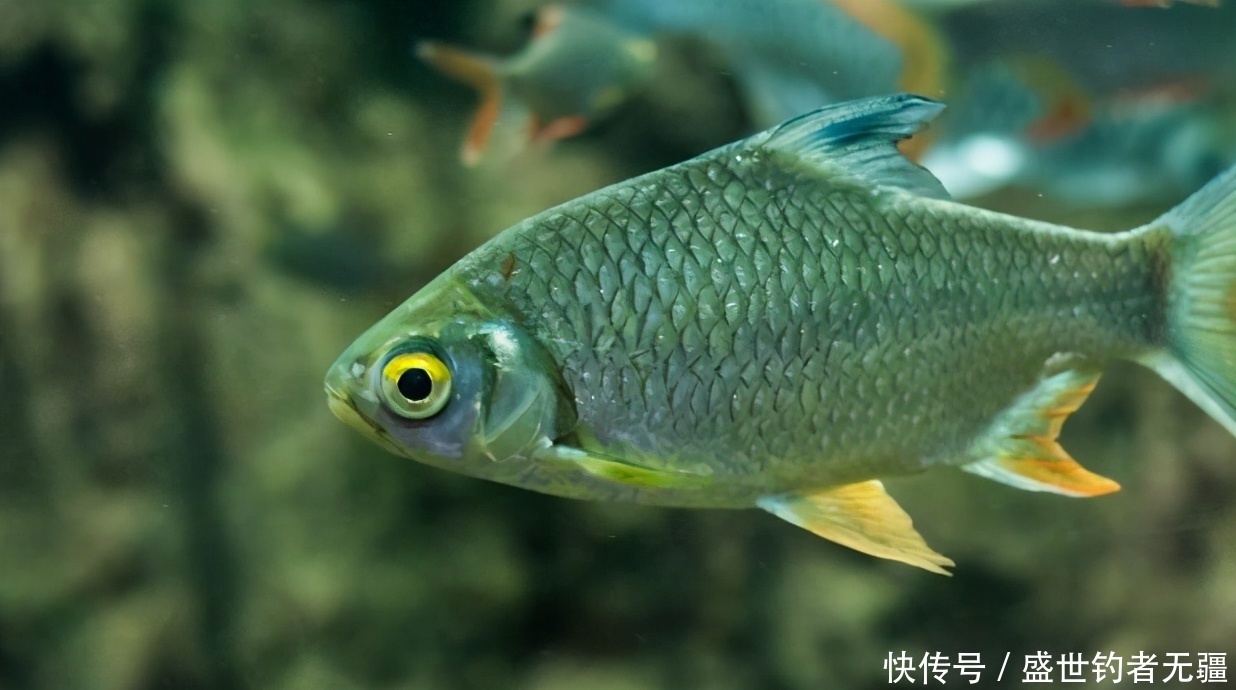 钓鱼这么久,搓饵不重视这3点,难怪不上鱼!——盛世三渔