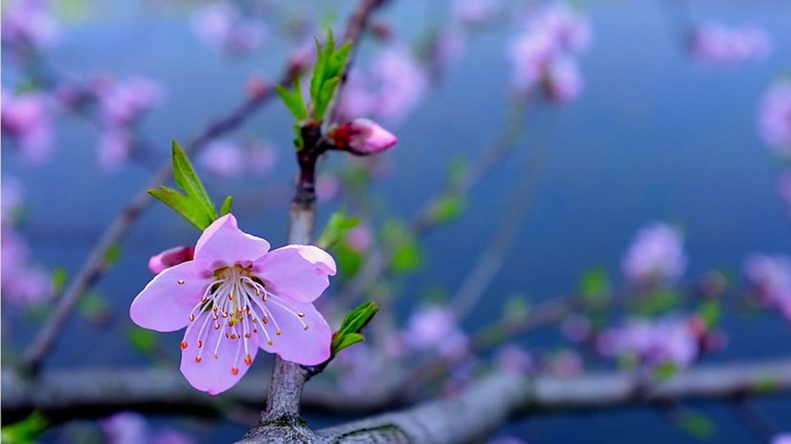 桃花依旧笑春风!唐朝不知名诗人的一首爱情短诗,仅仅28字,就流传千古、脍炙人口