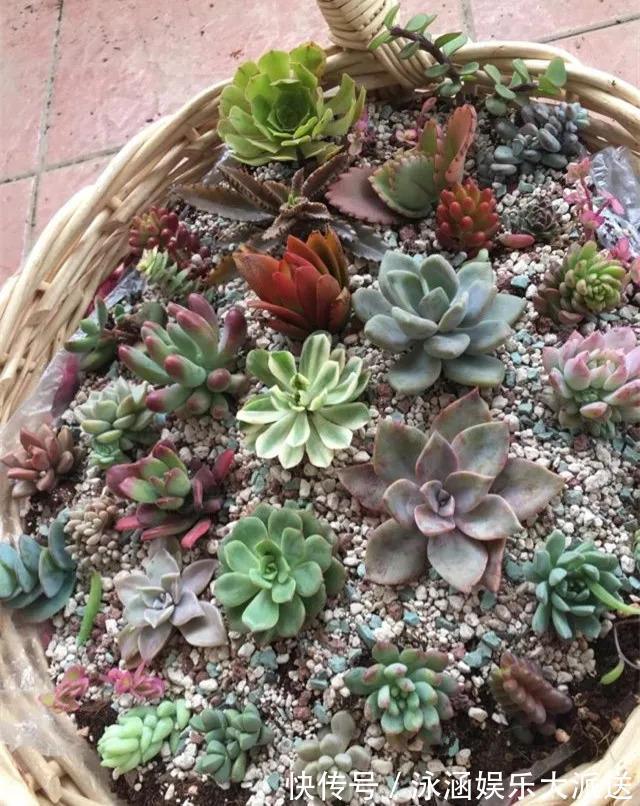 盆栽|她在医院垃圾桶“捡篮子”，拿来种多肉“颜值高”，人见人爱
