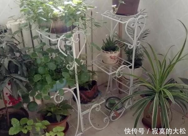 花草植物|冬季盆栽养花种草,多注意这3要素,离“封神”就不远了