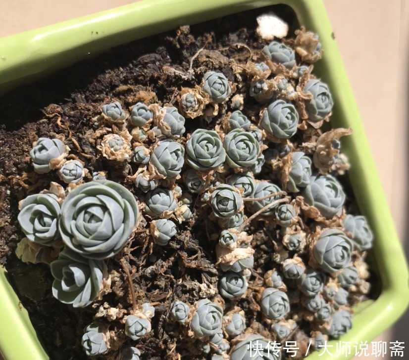 爱过|有些多肉就爱过夏天,越晒越渴越美艳,养一棵就值了!