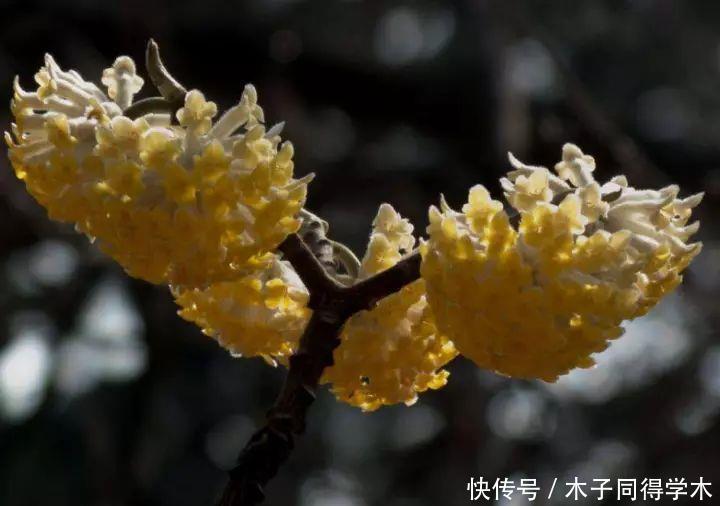 打结花！真漂亮啊！