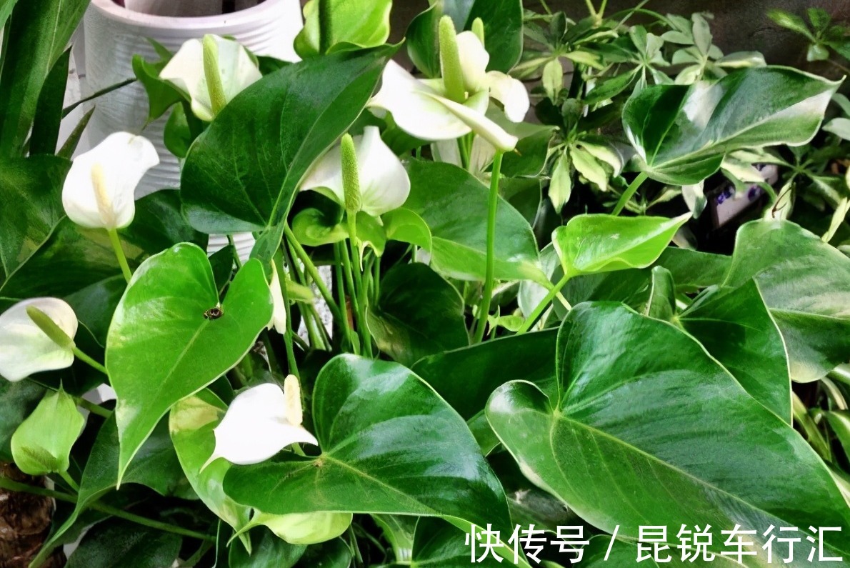 绿萝开花吗?真的有人看到过,有图片为证!并不是谣言