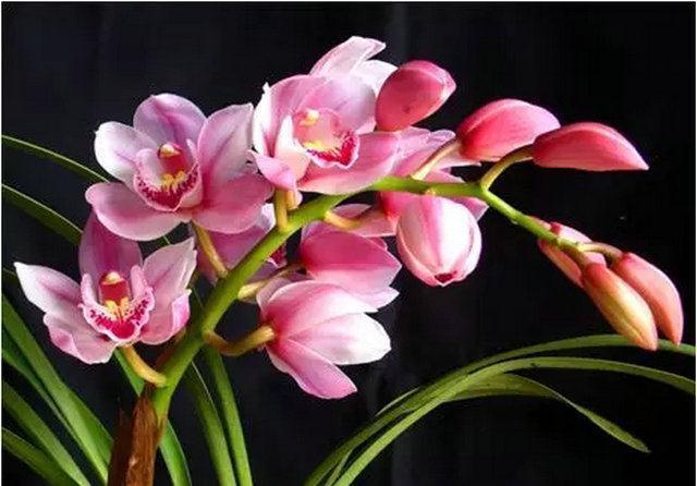 养花试试这几款,一花两色,花香浓郁,集美丽与香味的品种