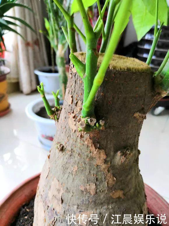 吊兰|出门最容易“捡到”的5种花,拿回家剪几刀,不花钱成好看盆栽