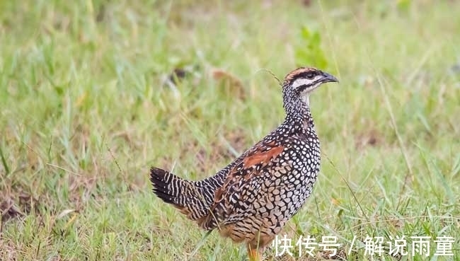 迷烟&2首很冷门的古诗词，历经千年风霜，却能够惊艳人心