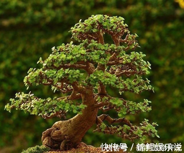 养护|2种花“不值钱”,花匠教3招,几年养成“盆景树”,1盆上千元!