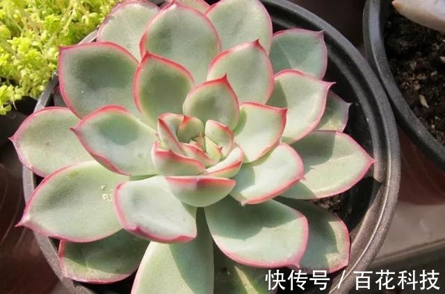 要点|60种多肉图鉴及养护要点,1分钟学会,超全超实用!