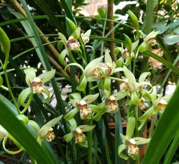 老花农养兰花,用3种植料,兰花不烂根,芽蹭蹭冒,花呼呼开