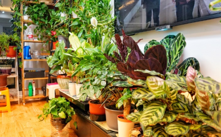 杀菌|养花自制杀菌水有什么方法？学会这几招，用料安全，见效快