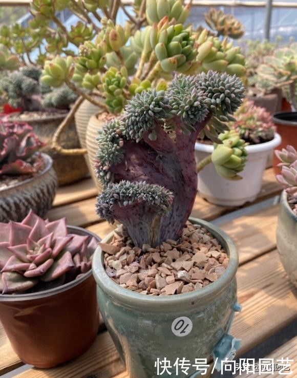 多肉植物|多肉适合“干养”，干土养出来的多肉更皮实，水多了，没啥好处