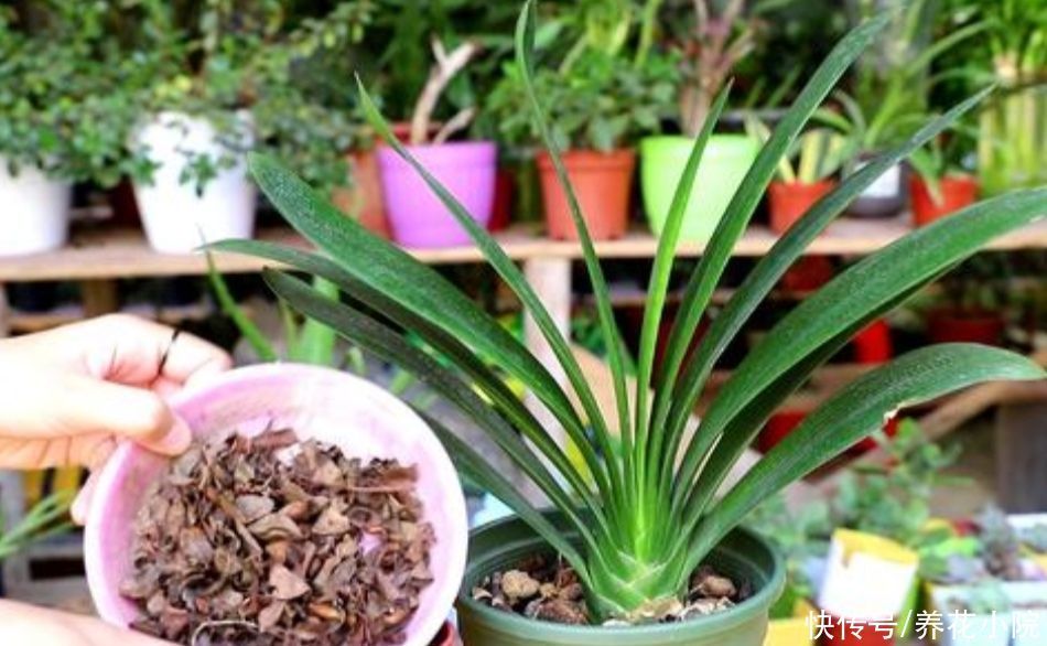 养花|养君子兰,用3种“花土”,植株长得旺,叶子宽厚