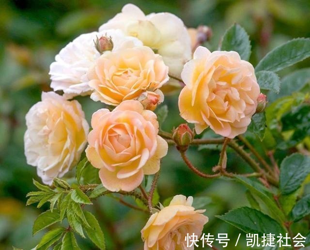 花瓣|6种冷门月季,看一眼就中“毒”,没养的人都后悔了!