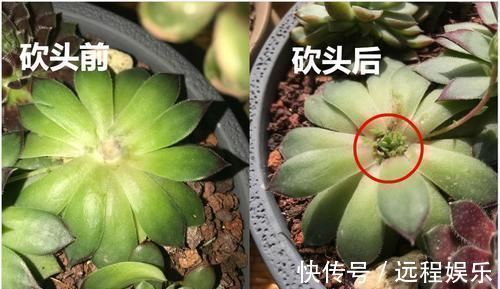 多肉撸光叶子，呼呼冒出10个头，越虐长得越旺