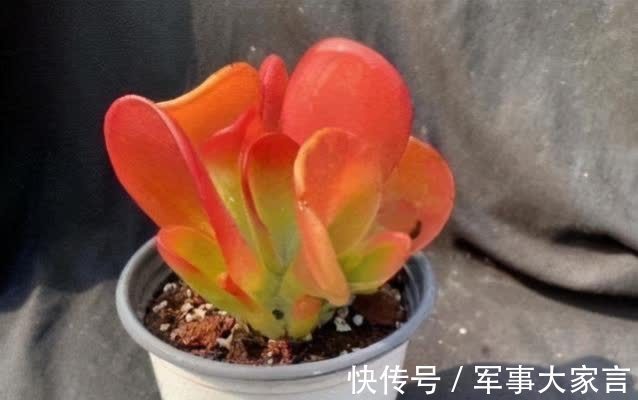 集两种多肉的特色于一身,多肉火狐狸走红,并非偶然
