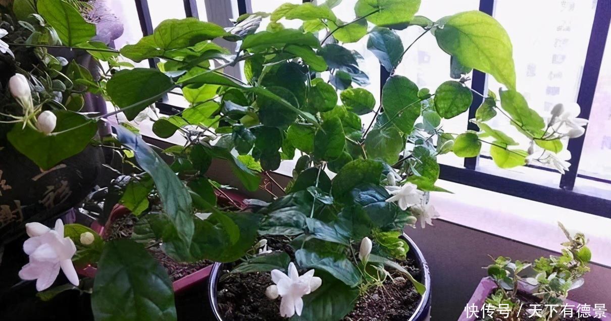 夏天|茉莉在夏天,预防3个错,黄叶不长个?浇点“铁水”就好了