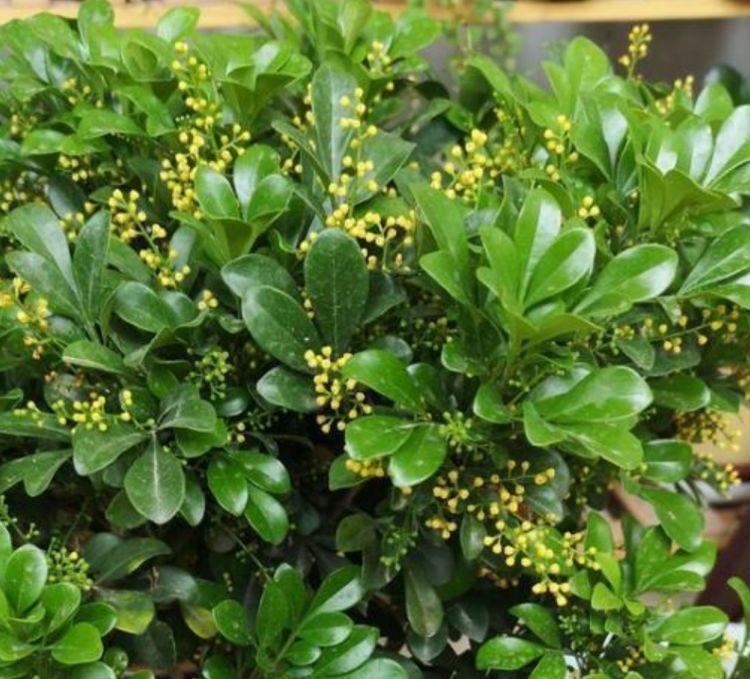 想要花花爆满盆吗？那么养这些花朵，超好养，一盆变多盆，美爆了