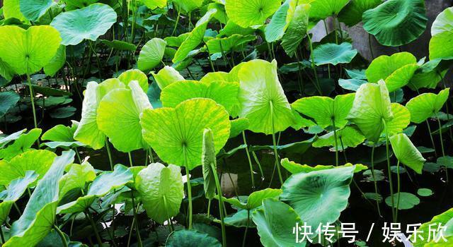 荷包饭|荷叶和此物一起泡,女性常喝排出黑臭宿便,养肝健脾,排毒养颜