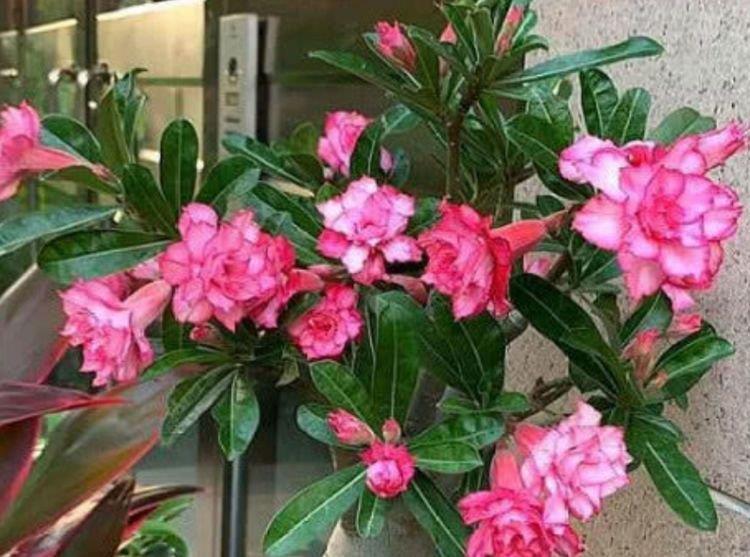 4种花是爆盆能手,开起花来“拦”不住,家里养一盆,招财又纳福