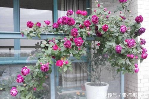 春天养花选它,丢盆里就能活,花量大花香浓郁,阳台轻松变花海!
