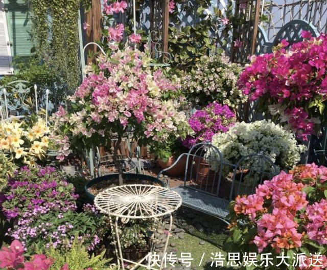 阳台上|三角梅在花期“开花少”，将“4点”把握好，开花99朵，变花树！
