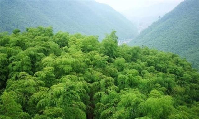 帝王@李商隐两首黄竹,是为了讽刺帝王吗?为什么我看到的是爱和悲伤