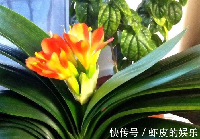 养君子兰，抓住3个细节，用上2勺粉末，花箭抽不停