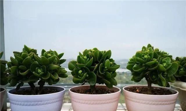 浇水|夏天这8种花赶快“断水”,一瓢水就能要了小命