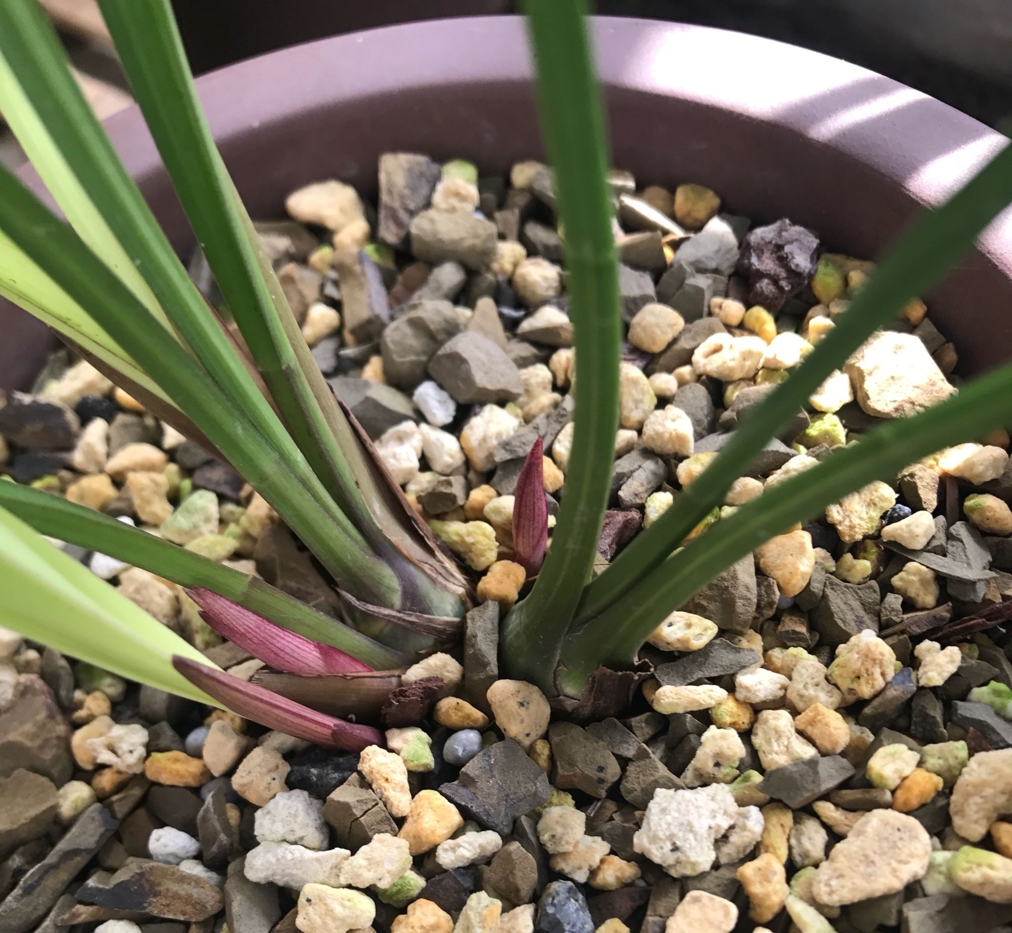 秋老虎|养兰花要注意秋老虎,一不小心根部就发黑,发黑原因和解决方法