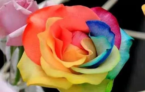 喜欢玫瑰,那就养盆七彩玫瑰,花色似彩虹,缤纷绚烂,多姿多彩!