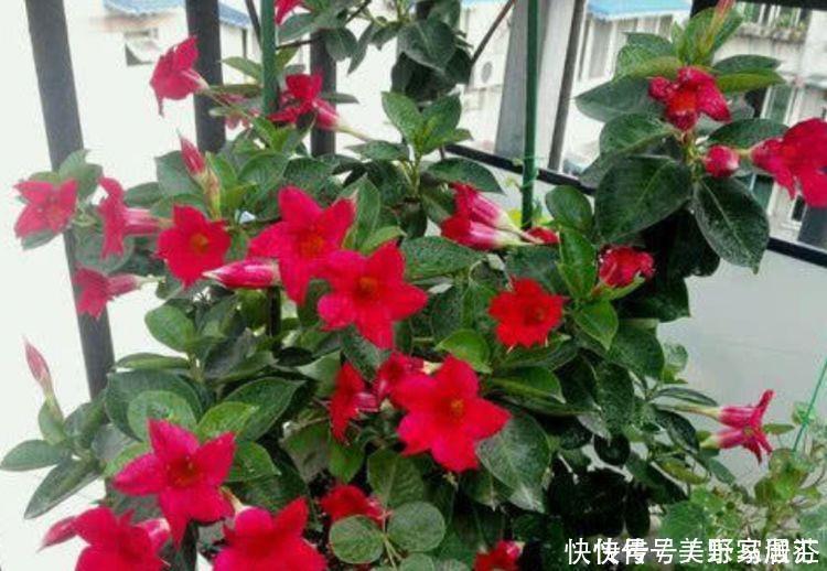 耐旱|懒人必备的几种花卉,养易成活耐旱耐晒,简简单单养爆盆