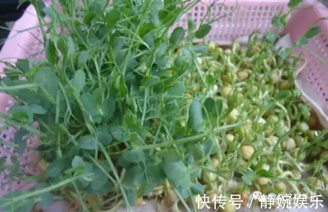 麻豌豆|学会纸上种菜，在家就能做菜农，青菜不用买！