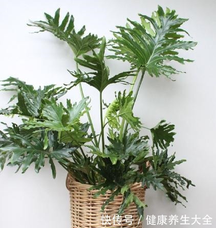 9种大型绿植,耐阴怕晒,放在室内养得好!9种大型绿植,耐阴怕晒,放在室内养得好!