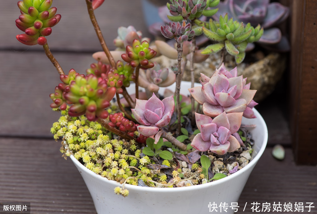 病虫害|多肉多晒晒太阳,生长健壮,预防徒长不生病,养出一盆漂亮的多肉